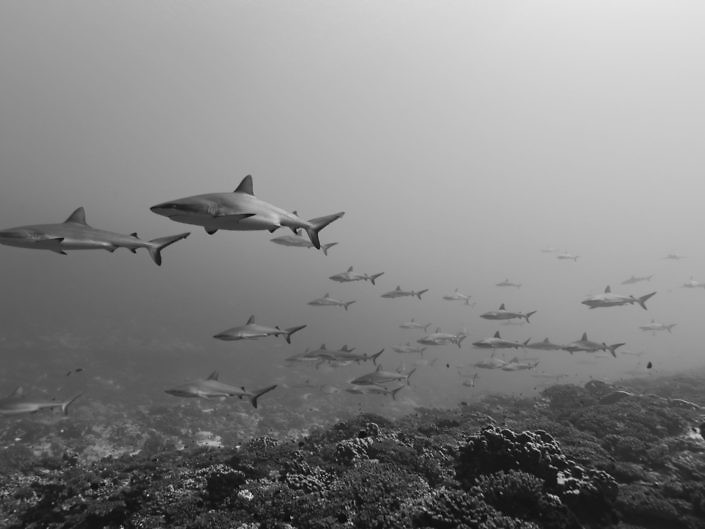 Grey reefsharks, Carcharhinus amblyrhynchos, peacefully gliding along the reef in French Polynesia.