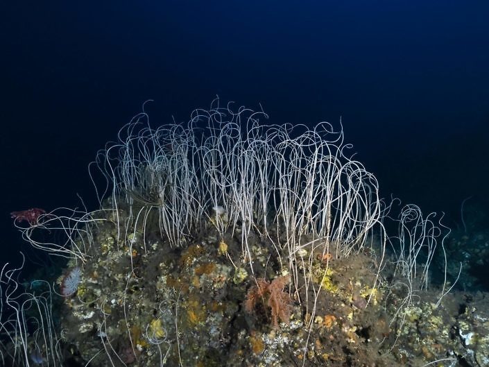 Forest of octocorals in a mesophotic coral ecosystems.