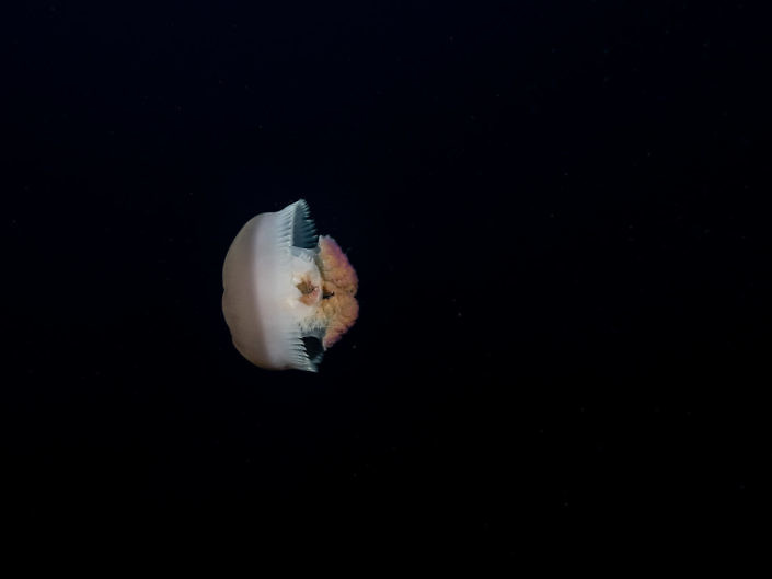 Jellyfish cruising on a mesophotic reef.