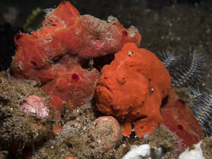 Frogfish, Antennarius sp., mimicking a red sponge.