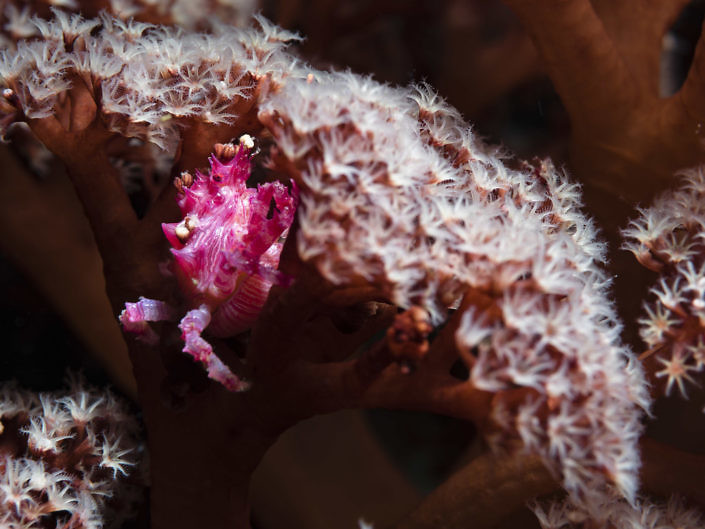 Hoplophrys oatesii and its soft coral house.