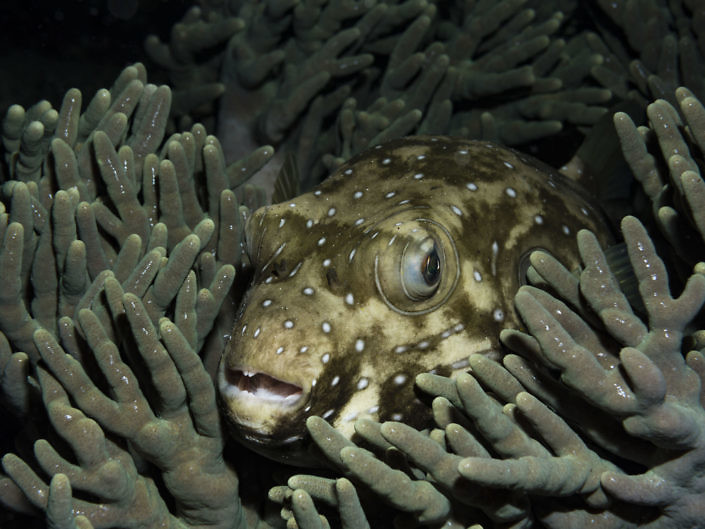 Spotted pufferfish, Arothron hispidus, at night on the reef.
