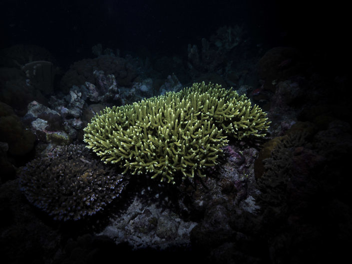 Acropora corals at night on the reef.