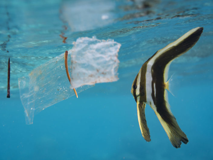 Juvenile Longfin spadefish, Platax teira, swimming among plastic waste in Indonesia.