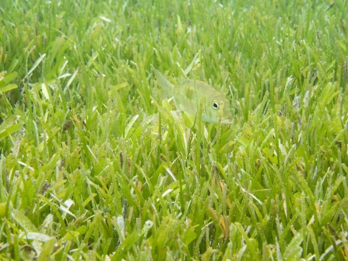 Emperor fish hidden within seagrass.