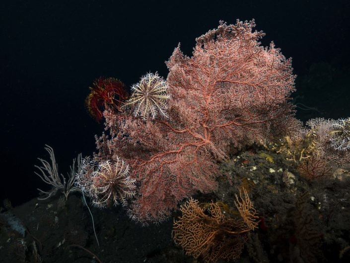 Gorgonian & crinoids in the mesophotic zone in Indonesia.