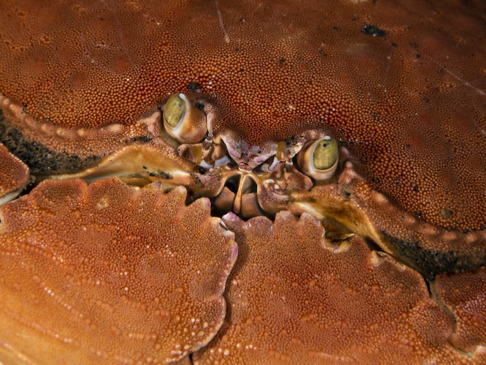 Giant box crab, Calappa calappa.