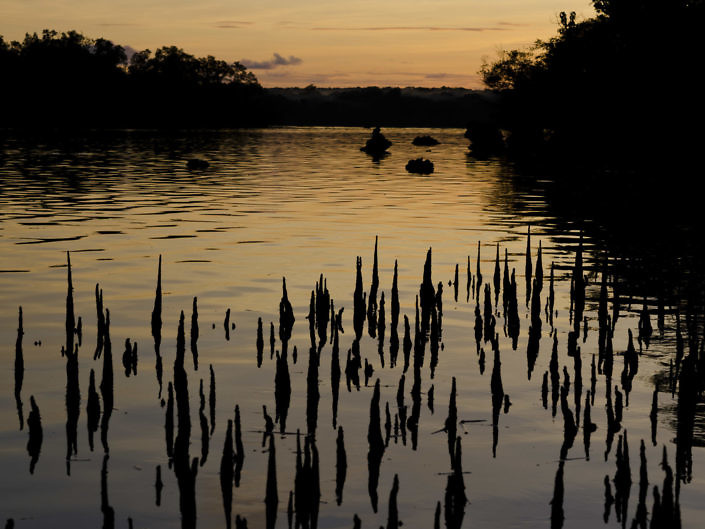 Mangrove pneumatophores at sunset