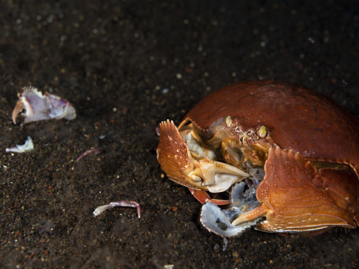 Feeding Giant box crab, Calappa calappa.