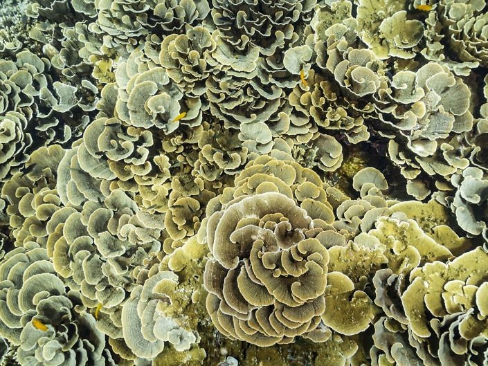 Hard corals from above, Indonesia.